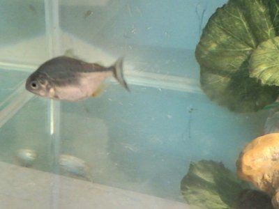 淡水白鯧養(yǎng)在魚缸：淡水白鯧可以在魚缸中飼養(yǎng)在魚缸中飼養(yǎng)淡水白鯧的食性