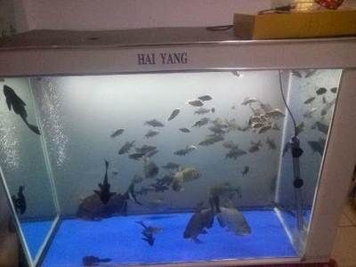 淡水白鯧養(yǎng)在魚缸：淡水白鯧可以在魚缸中飼養(yǎng)在魚缸中飼養(yǎng)淡水白鯧的食性