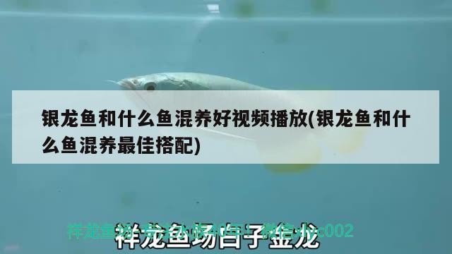 銀龍魚和什么魚混養好視頻播放(銀龍魚和什么魚混養最佳搭配)