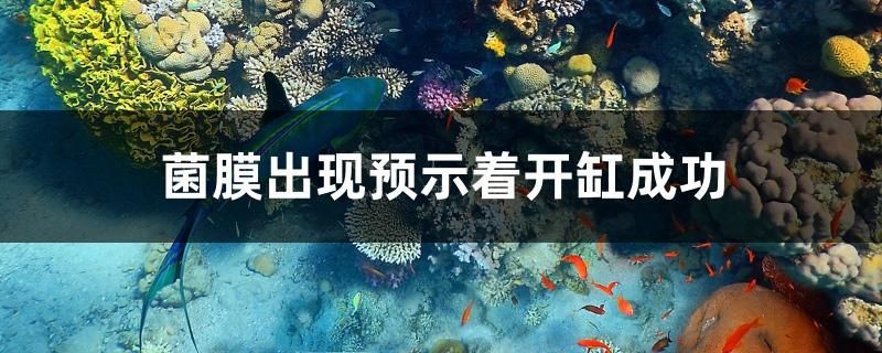 魚缸過濾器選購指南:自制魚缸過濾器魚缸上置過濾器對于養(yǎng)魚愛好者的必備知識 菌膜出現(xiàn)預示著開缸成功 紅龍魚百科 菌膜出現(xiàn)預示著開缸成功 菌膜出現(xiàn)預示著開缸成功 紅龍魚百科