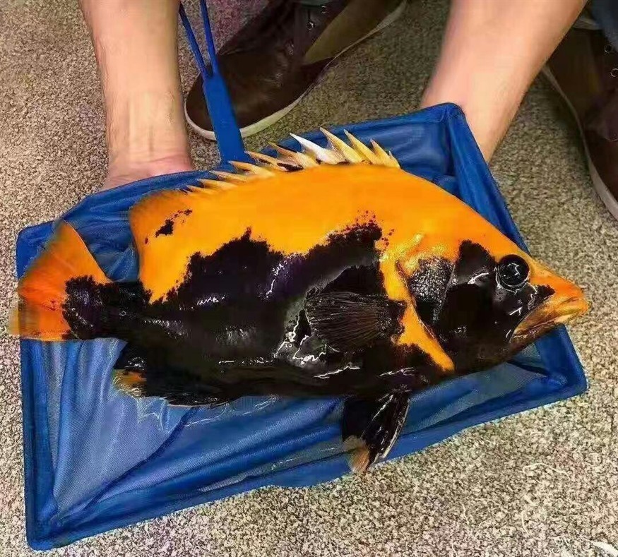 這是虎魚中的戰斗機？