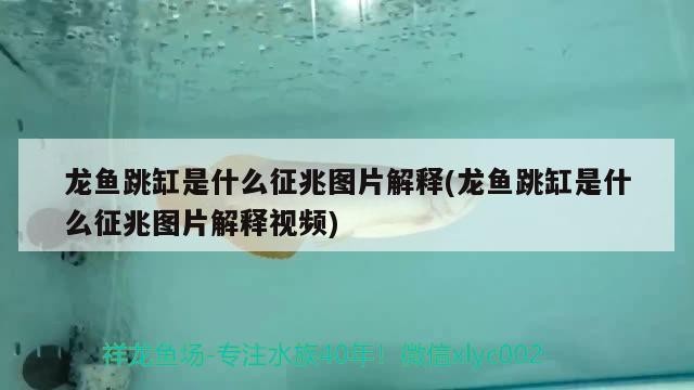 這條虎魚怎樣