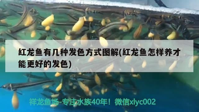 這條虎魚怎樣