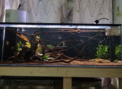 1米0.450.8的魚缸裝多少升水：1米 1米0.450.8的魚缸裝多少升水：1米 魚缸百科 第3張