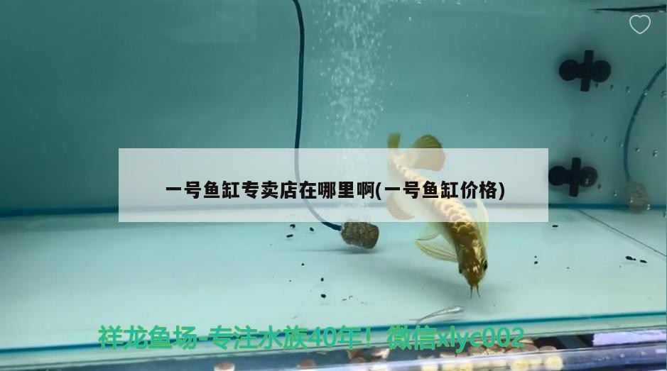 4月16日龍魚虎魚成長過程 4月16日龍魚虎魚成長過程 虎魚百科 第1張