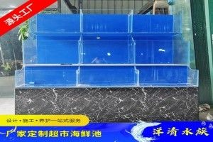 萬龍魚的最佳混養伙伴是什么，【萬龍魚混養伙伴選擇萬龍魚的最佳混養伙伴 萬龍魚的最佳混養伙伴是什么，【萬龍魚混養伙伴選擇萬龍魚的最佳混養伙伴 龍魚百科 第1張