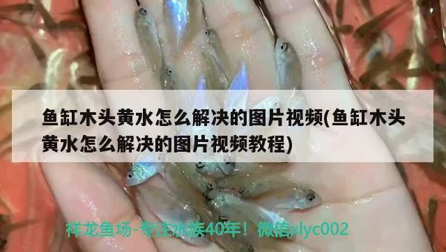 魚缸木頭黃水怎么解決的圖片視頻(魚缸木頭黃水怎么解決的圖片視頻教程) 魚缸木頭黃水怎么解決的圖片視頻(魚缸木頭黃水怎么解決的圖片視頻教程) 銀龍魚百科