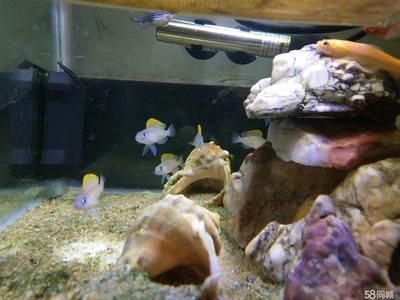 寵物用品魚缸水族箱怎么用的啊