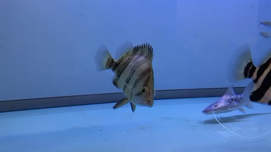 虎魚鴨嘴