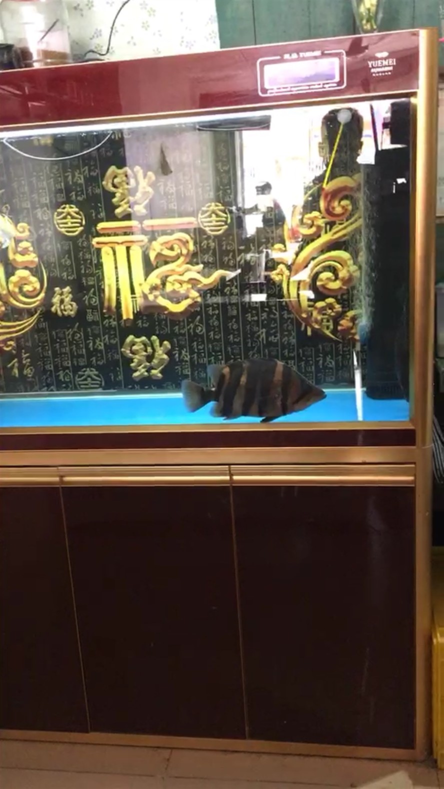 紅皮虎魚