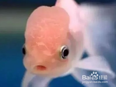 紅龍魚燈光選擇圖解大全集（紅龍魚燈光選擇圖解大全集視頻） 紅龍魚燈光選擇圖解大全集（紅龍魚燈光選擇圖解大全集視頻） 紅龍魚百科