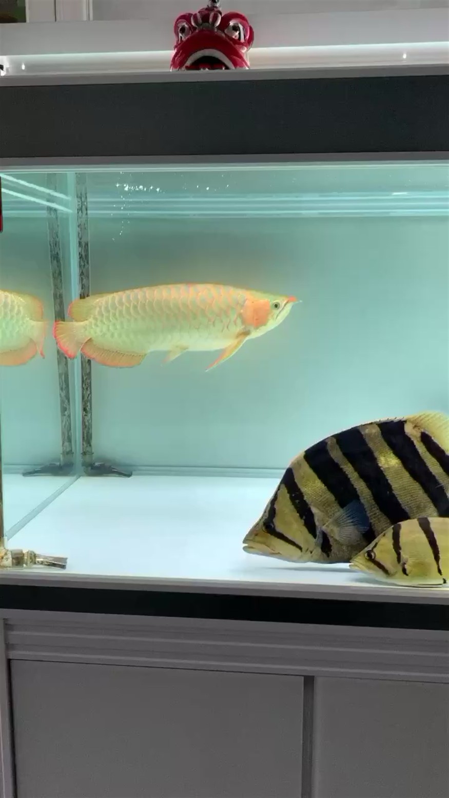 虎魚對著出水口是咋回事？