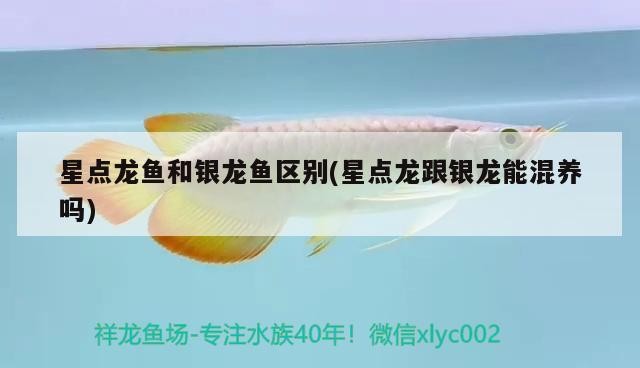 星點龍魚和銀龍魚區別(星點龍跟銀龍能混養嗎) 星點龍魚和銀龍魚區別(星點龍跟銀龍能混養嗎) 銀龍魚百科