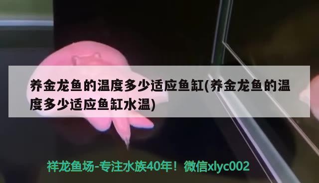 養(yǎng)金龍魚的溫度多少適應(yīng)魚缸(養(yǎng)金龍魚的溫度多少適應(yīng)魚缸水溫) 養(yǎng)金龍魚的溫度多少適應(yīng)魚缸(養(yǎng)金龍魚的溫度多少適應(yīng)魚缸水溫) 紅龍魚百科