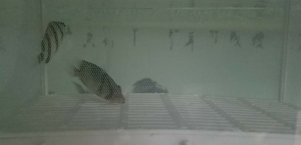 躺了3天了虎魚 躺了3天了虎魚 虎魚百科 第1張