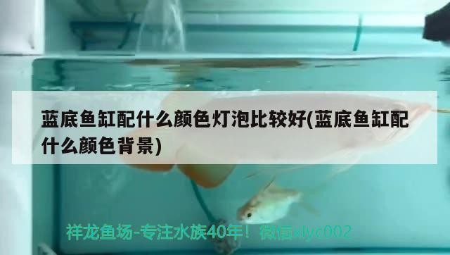 藍底魚缸配什么顏色燈泡比較好(藍底魚缸配什么顏色背景)