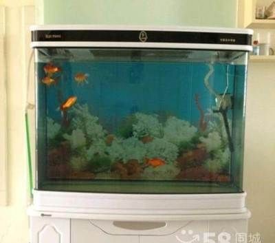 搬家后魚缸沒搬可以嗎：魚缸搬運注意事項
