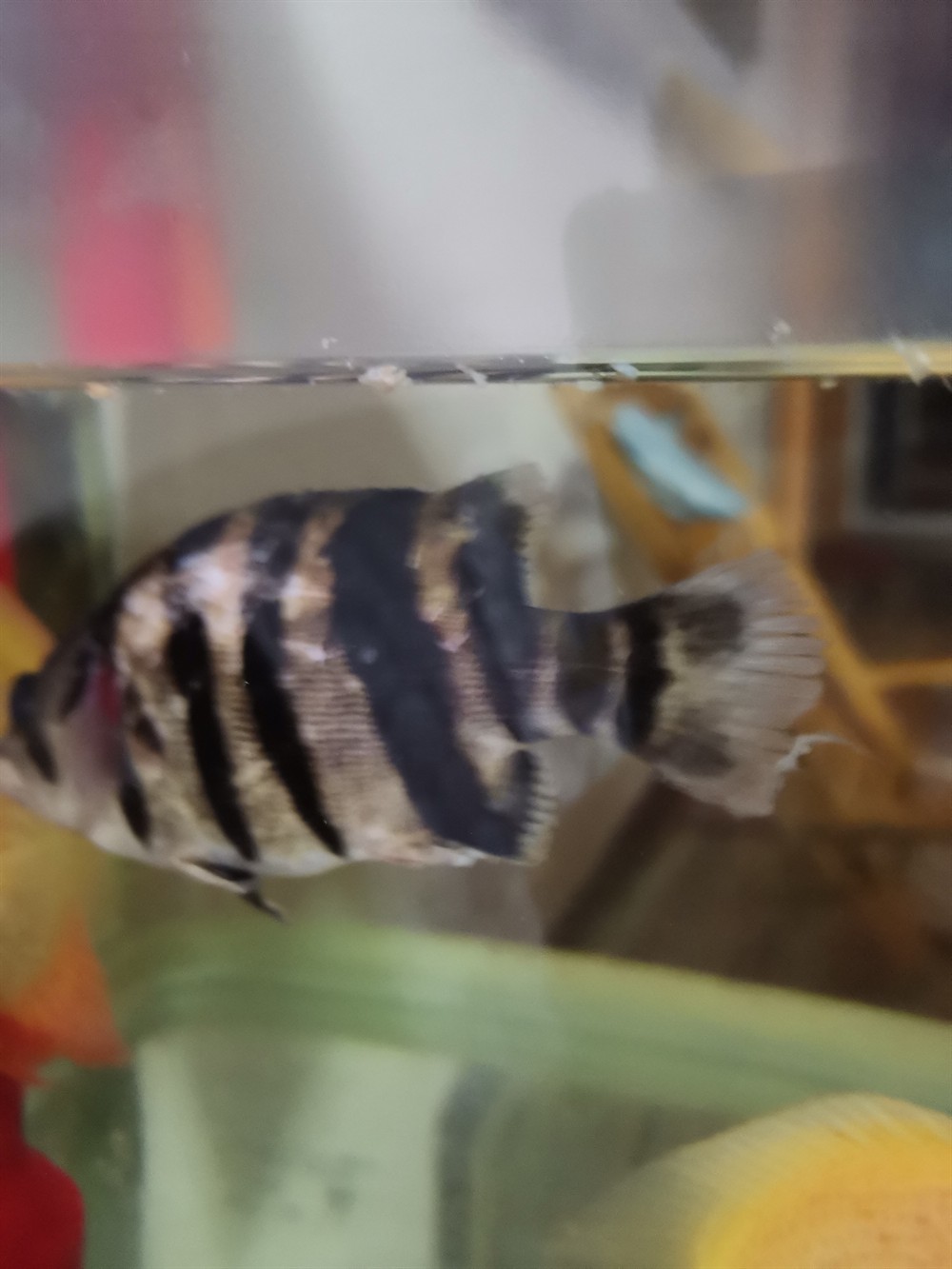 個位前輩虎魚出現(xiàn)如圖的情況是怎么回事？怎樣治？