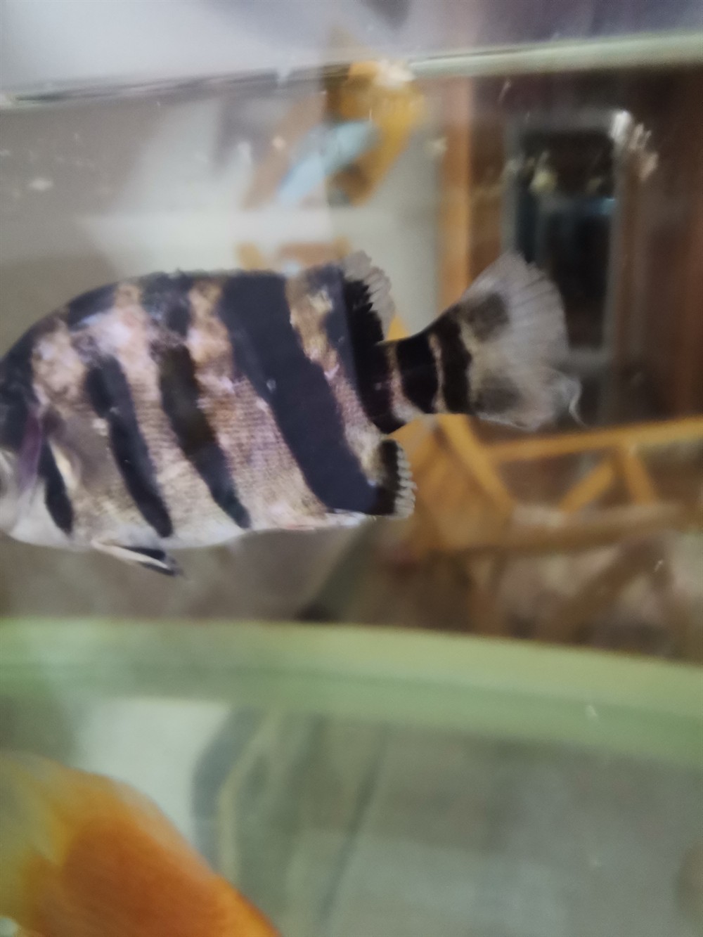 個位前輩虎魚出現(xiàn)如圖的情況是怎么回事？怎樣治？