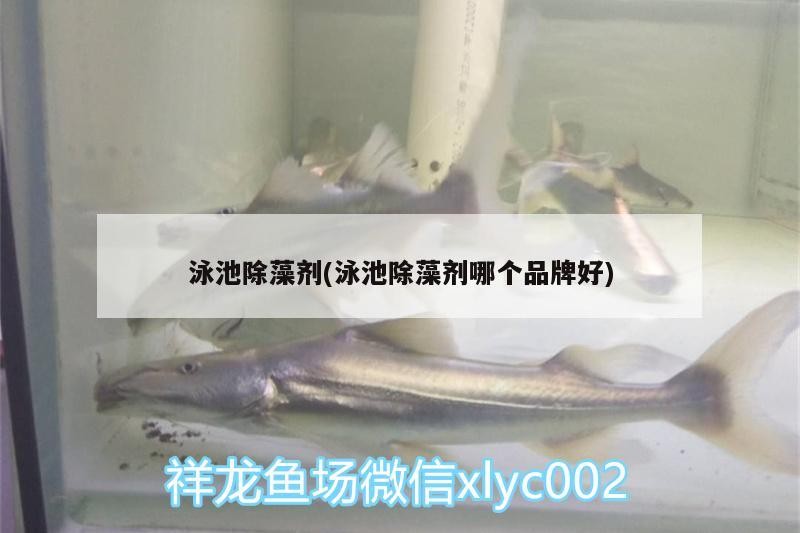 泳池除藻劑(泳池除藻劑哪個品牌好)