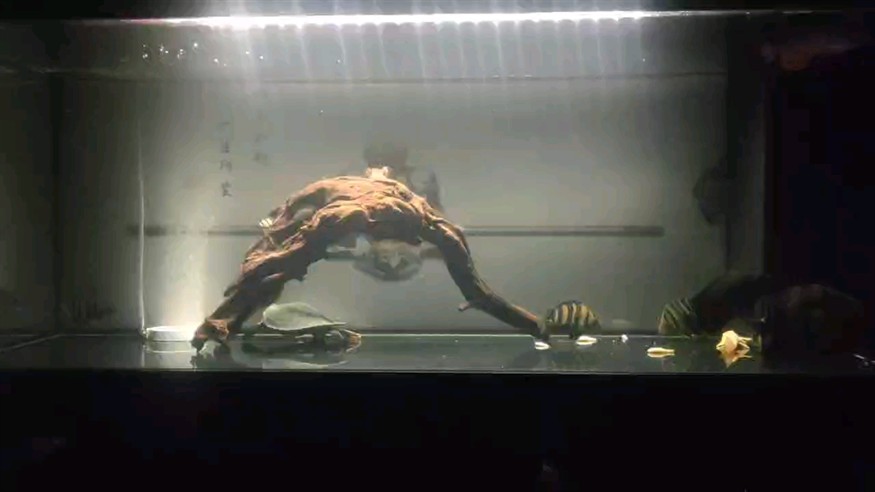 虎魚黑了很久終于適應了新缸了 虎魚黑了很久終于適應了新缸了 虎魚百科 第1張