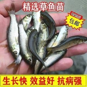 龍魚的飼料魚買多大的好養呢