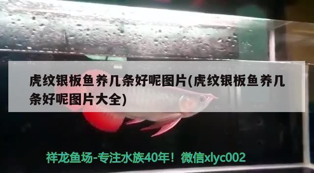 虎紋銀板魚養幾條好呢圖片(虎紋銀板魚養幾條好呢圖片大全)