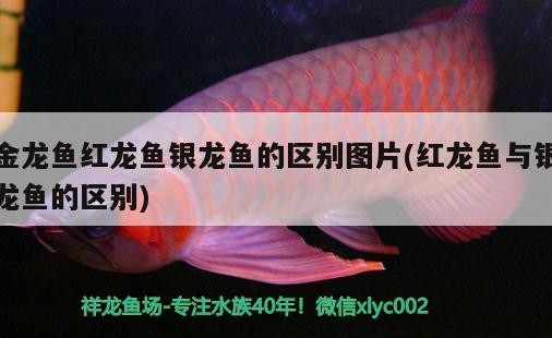 金龍魚紅龍魚銀龍魚的區別圖片(紅龍魚與銀龍魚的區別)