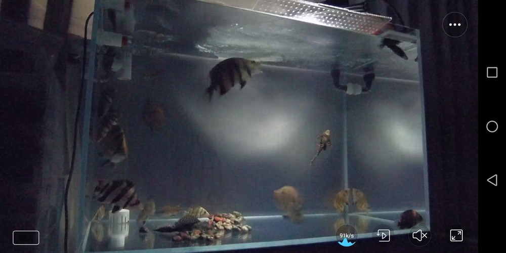 小魚缸高密度虎魚