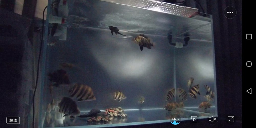 小魚缸高密度虎魚