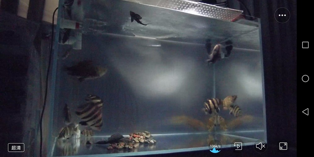 小魚缸高密度虎魚