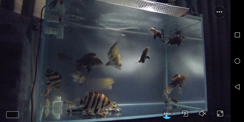 小魚缸高密度虎魚