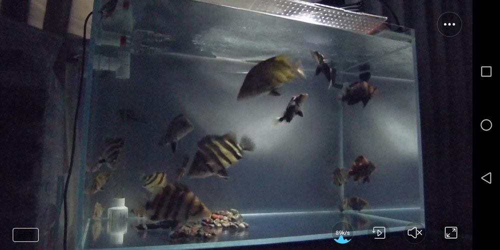 小魚缸高密度虎魚