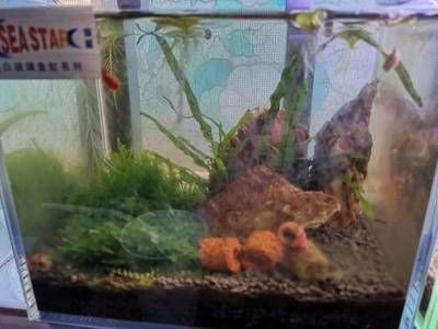 1.1米魚缸裝多少魚水：一個1.1米長，43厘米寬，74厘米高的魚缸，應該加多少水？