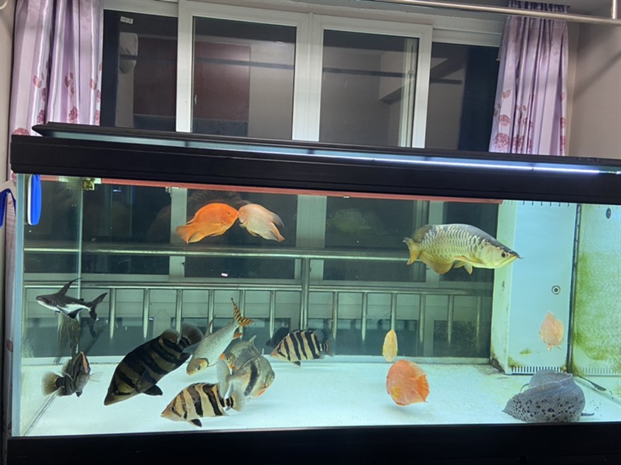虎魚紅斑病