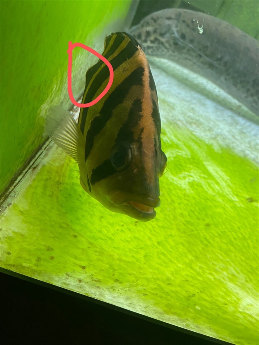 虎魚紅斑病