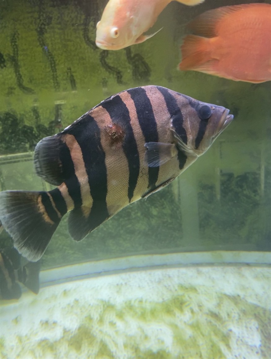 虎魚紅斑病