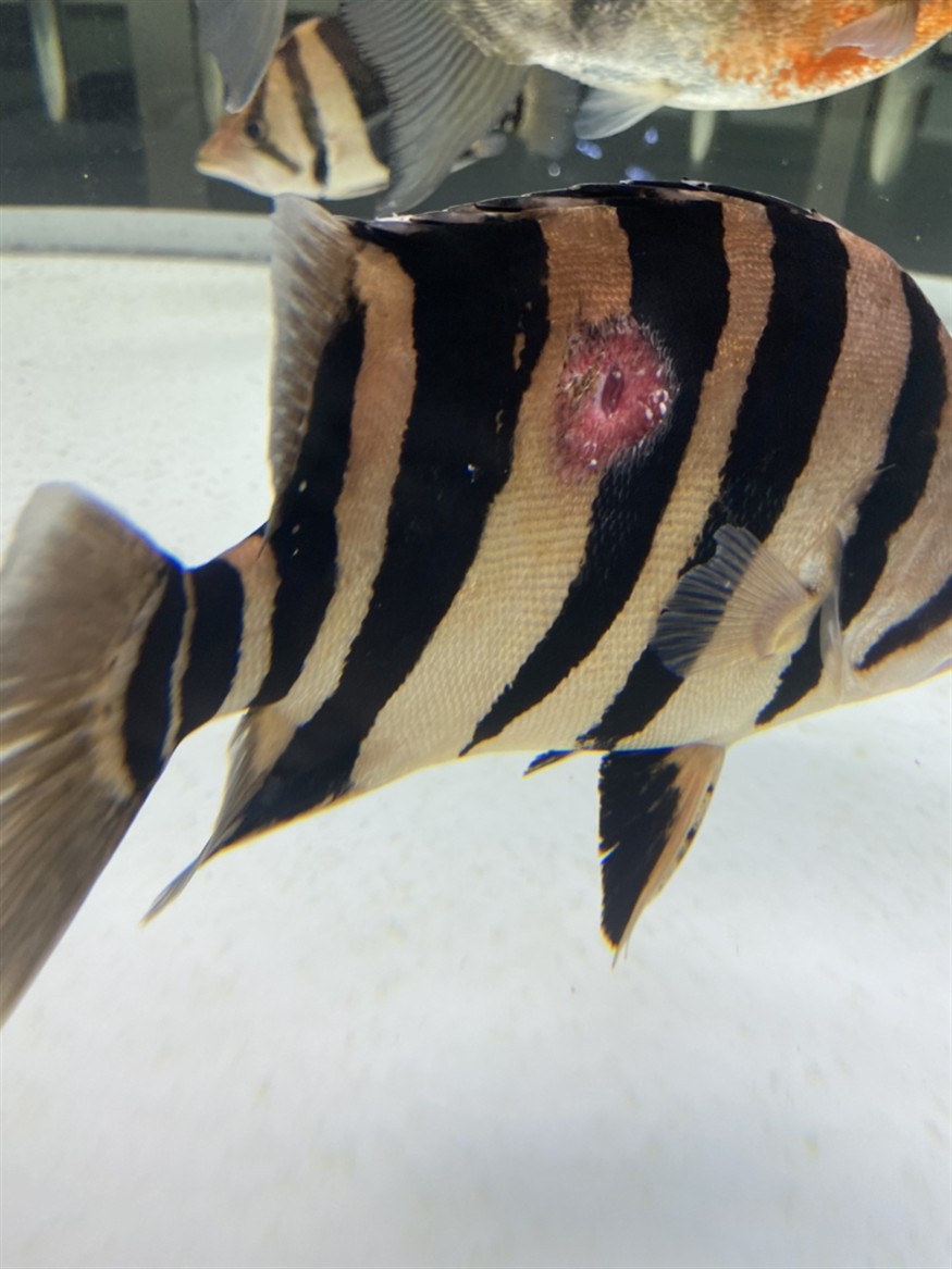 虎魚紅斑病