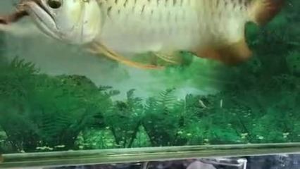 龍魚曬太陽(yáng)好嗎 龍魚百科 第1張 龍魚曬太陽(yáng)好嗎 龍魚曬太陽(yáng)好嗎 龍魚百科 第1張