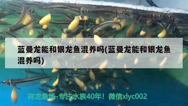 藍曼龍能和銀龍魚混養嗎(藍曼龍能和銀龍魚混養嗎)