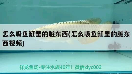 黃金河虎魚是中層魚嗎，黃金河虎魚做法 黃金河虎魚是中層魚嗎，黃金河虎魚做法 虎魚百科 第2張