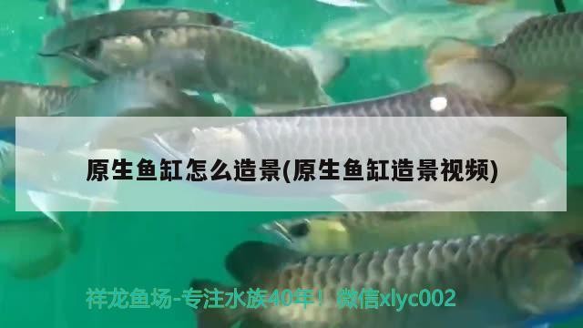 虎魚和龍魚混養(yǎng)的注意事項(xiàng)，虎魚和龍魚怎么混養(yǎng)