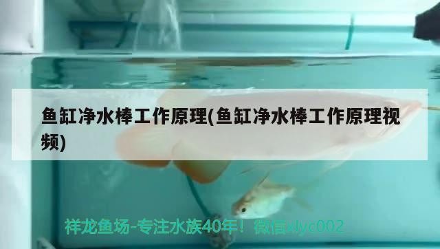 虎魚和龍魚混養(yǎng)的注意事項(xiàng)，虎魚和龍魚怎么混養(yǎng)