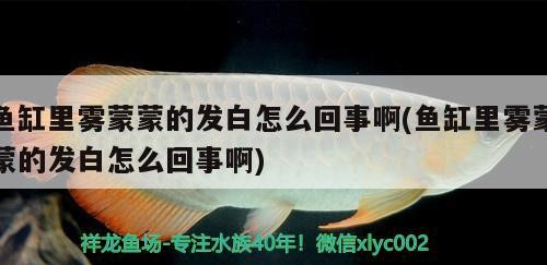 虎魚和龍魚混養(yǎng)的注意事項(xiàng)，虎魚和龍魚怎么混養(yǎng)