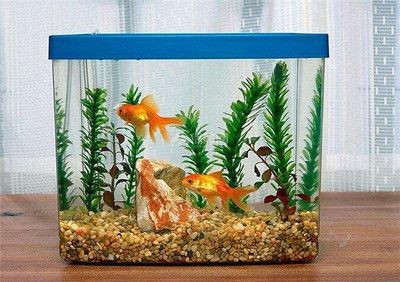 財(cái)位上能不能放魚缸：魚缸擺放的風(fēng)水有什么講究？