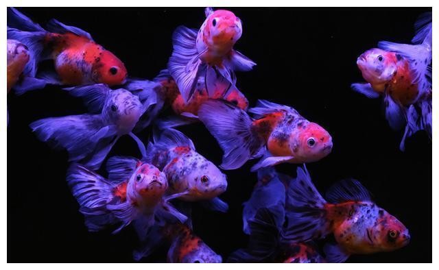 定興縣德養水族館（定興縣德養水族館電話）