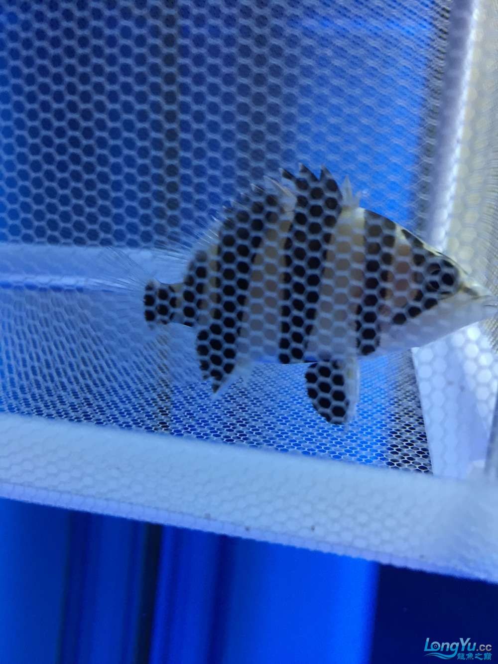 龍魚養了一年半對比圖在附上幾張三文虎歡迎探討 龍魚養了一年半對比圖在附上幾張三文虎歡迎探討 虎魚百科 第2張