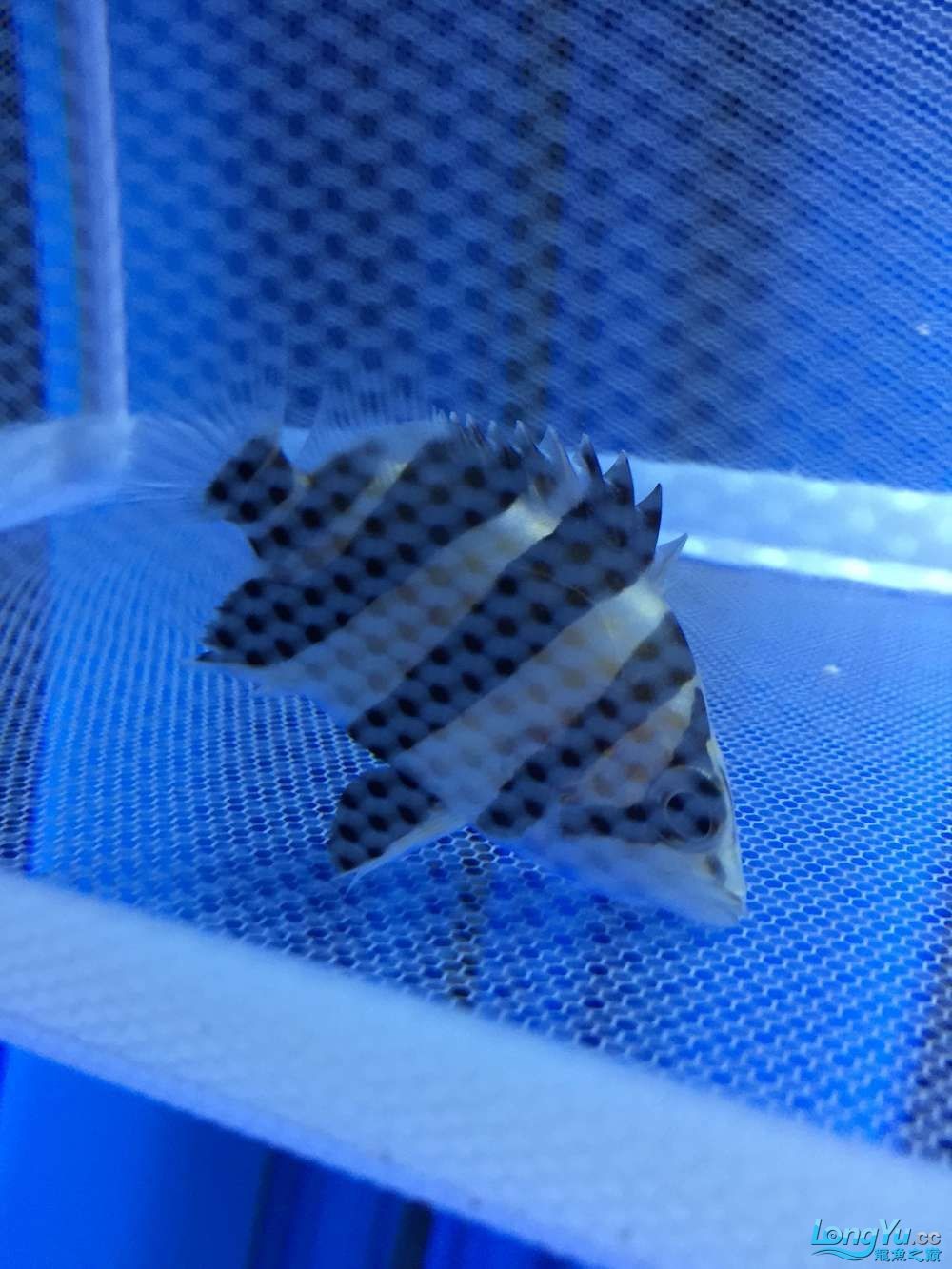龍魚養了一年半對比圖在附上幾張三文虎歡迎探討 龍魚養了一年半對比圖在附上幾張三文虎歡迎探討 虎魚百科 第3張
