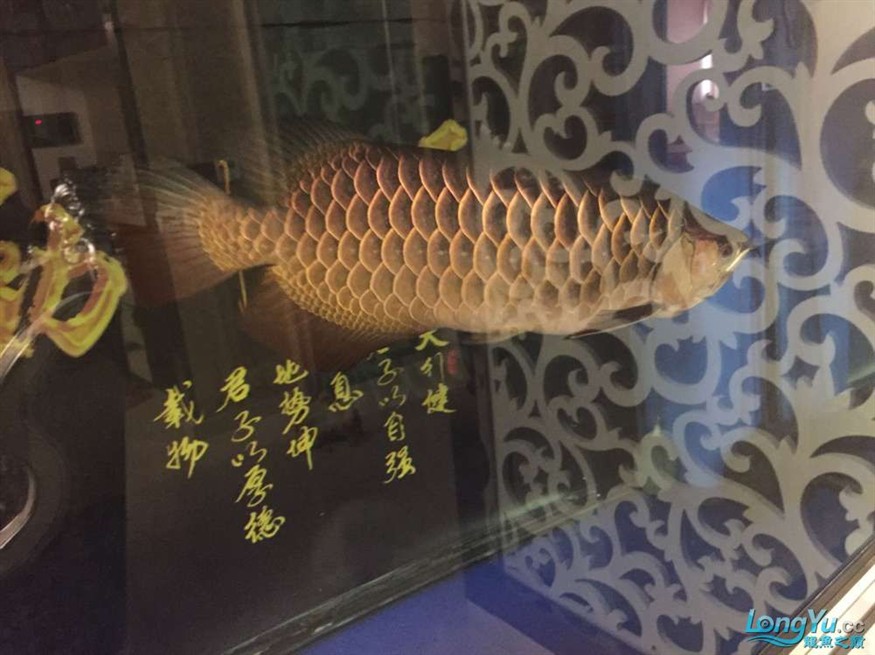 龍魚養了一年半對比圖在附上幾張三文虎歡迎探討 龍魚養了一年半對比圖在附上幾張三文虎歡迎探討 虎魚百科 第5張