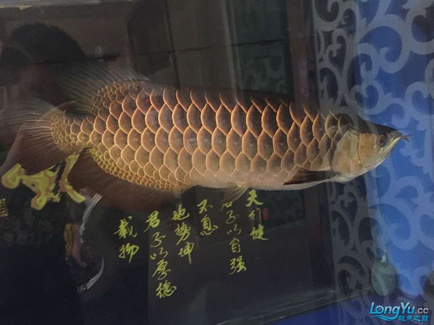 龍魚養了一年半對比圖在附上幾張三文虎歡迎探討 龍魚養了一年半對比圖在附上幾張三文虎歡迎探討 虎魚百科 第4張
